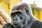 Dcera slavné české gorily Moji se stěhuje do pražské zoo. Ze Španělska mezi pražské gorily zavítá Duni!