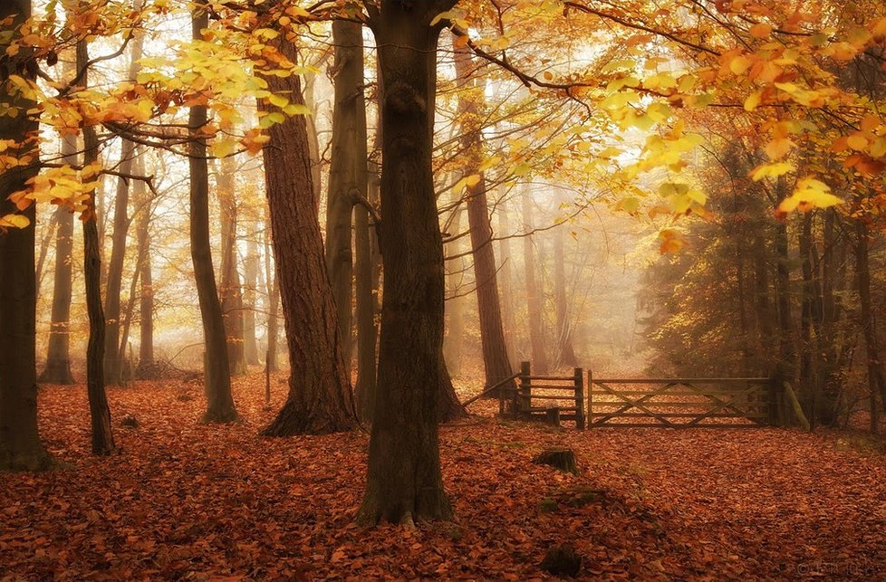 Dean Forest, hrabství Gloucestershire, Anglie