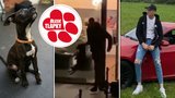 Policie obvinila tyrana Davida Vebra (22): Štěňátku se blýská na lepší časy! Nový domov pro Deana?