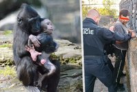 Uprchlé opice vzbudily poprask v děčínské zoo: Policie stíhá muže, který je měl vypustit