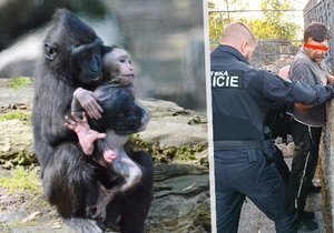 Uprchlé opice vzbudily poprask v děčínské zoo: Policie stíhá muže, který je zřejmě pustil