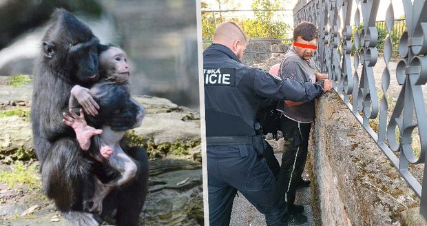 Uprchlé opice vzbudily poprask v děčínské zoo: Policie stíhá muže, který je měl vypustit