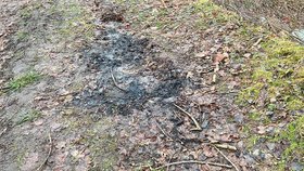 Na Děčínsku bylo v lesním porostu nalezeno ohořelé torzo ženy.