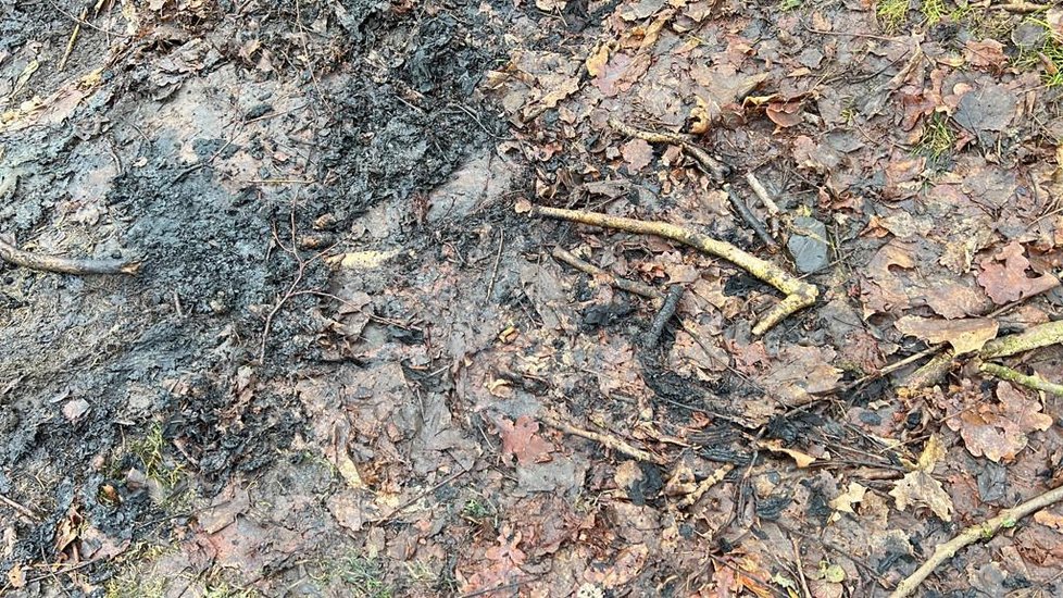 Na Děčínsku bylo v lesním porostu nalezeno ohořelé torzo ženy.