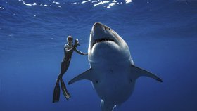 Někteří lidé se s žralokem bílým, zvaným lidožrout, dokonce potápějí.
