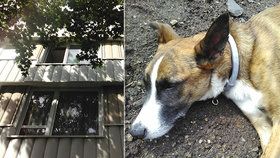 Na Děkance v Praze vyskočil pes z okna.