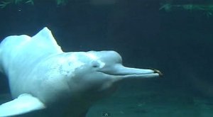 Záhadní obyvatelé řek: Neviditelní delfínovci