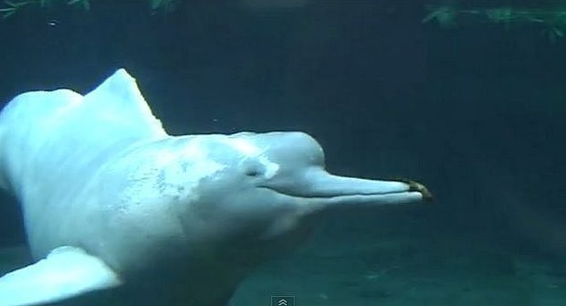 Záhadní obyvatelé řek: Neviditelní delfínovci