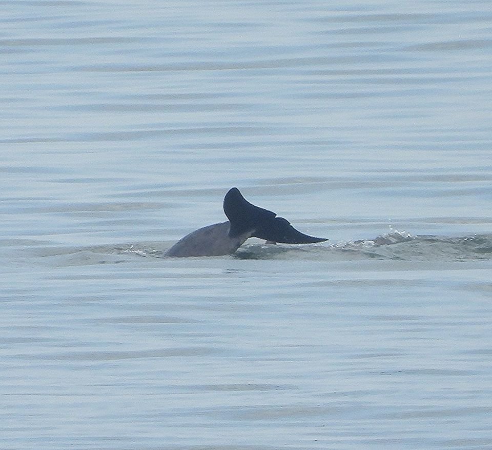 Delfíni se údajně objevili na pláži v Británii.
