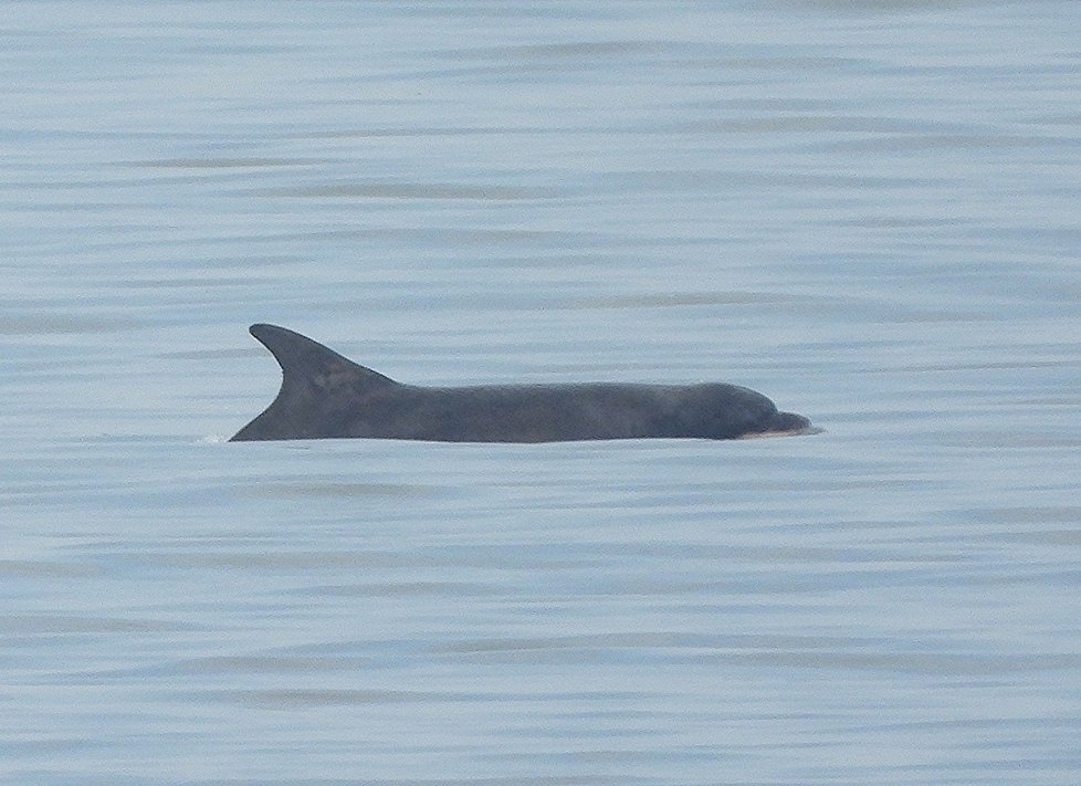 Delfíni se údajně objevili na pláži v Británii