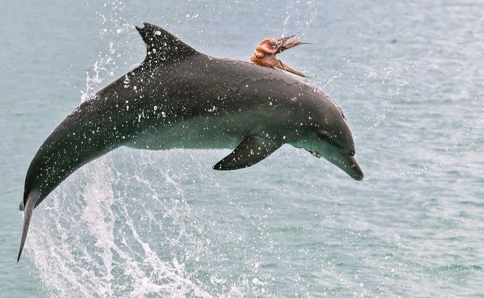 Populace delfínů v Atlantiku je ohrožená.