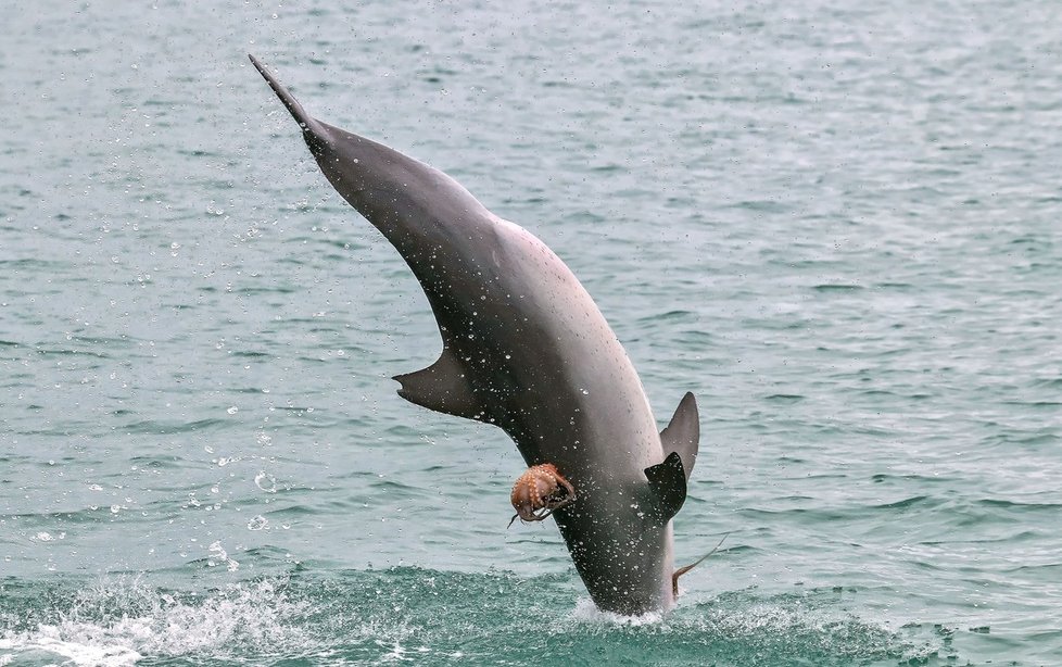 Populace delfínů v Atlantiku je ohrožená.