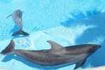 Ilustrační foto. Dva delfíni uhynuli krátcé poté, co se v zábavním parku konala technopárty
