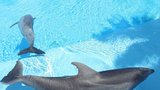 Zdrogovali účastníci technopárty dva delfíny? Zvířata zemřela