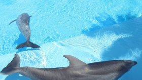 Ilustrační foto. Dva delfíni uhynuli krátcé poté, co se v zábavním parku konala technopárty