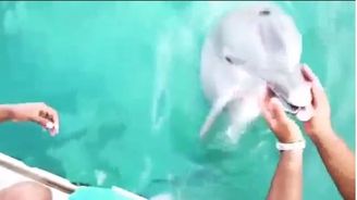 Ženě spadl mobil do moře, delfín jí ho přinesl zpátky