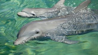 Vědecky potvrzeno: Delfíní matky zpívají svým nenarozeným mláďatům