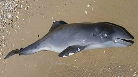 V důsledku války umírají v Černém moři delfíni