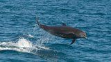 Delfíní hlídka: Rusko chce anektovaný Krym chránit mořskými savci