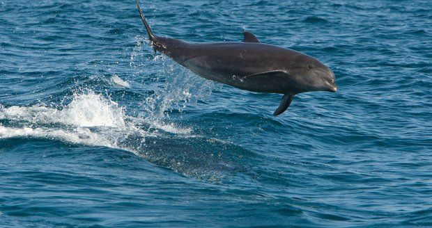 Delfíní hlídka: Rusko chce anektovaný Krym chránit mořskými savci