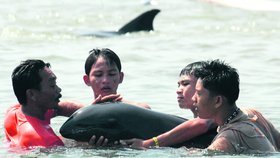 Jednoho delfína uvízlého na břehu u Abucay se již podařilo dostat zpět do vody