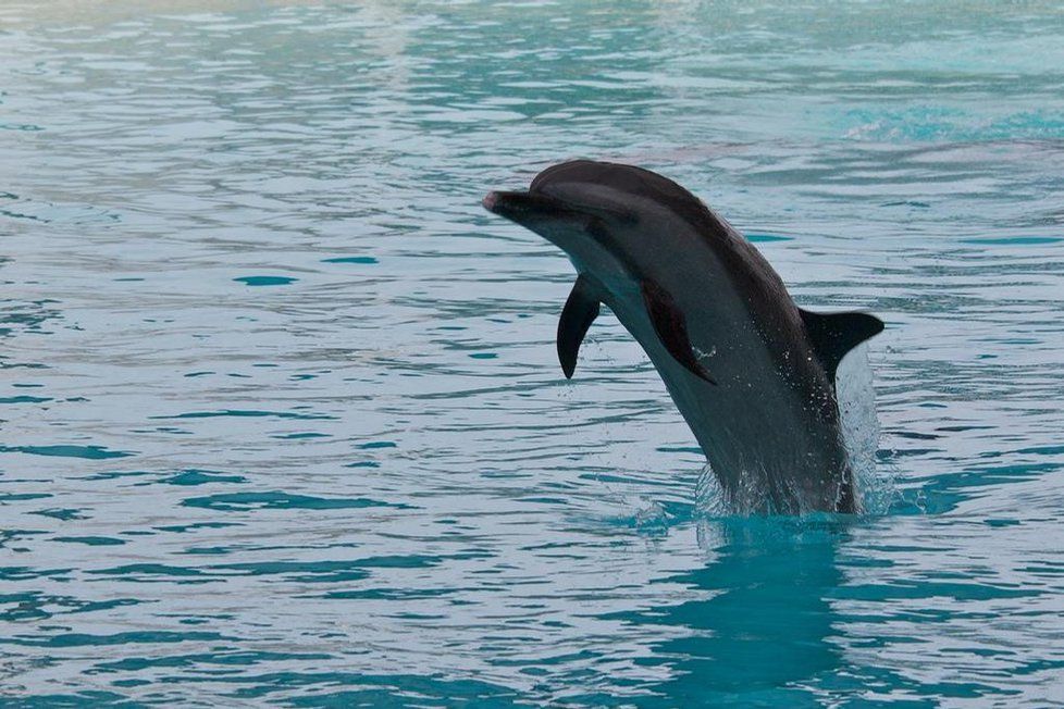 Delfíni jsou velice inteligentní zvířata, která ráda tráví čas v sociálních skupinách