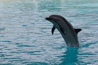 Lepší mrtvý než ruský? Ukrajinští delfíni po anexi Krymu „drželi hladovku a zemřeli“