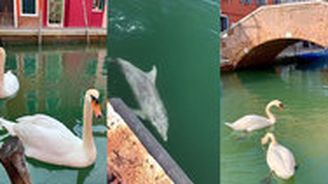 Nečekané dopady koronaviru. Do Itálie se vrátili delfíni a labutě, zvířata obsadila i Řím