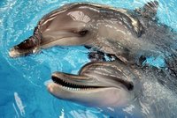 Delfíní cvalíci mají předepsanou dietu