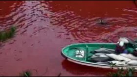 Hrůzostrašné záběry z delfíních jatek.