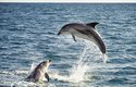 Delfíni skákaví rádi vyskakují nad hladinu
