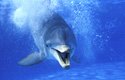 Delfín skákavý na délku měří 2,5 až 4 metry. Dožívá se až 36 let