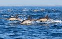 Delfíni žijí ve skupinách a vzájemně komunikují pomocí mlaskání, klikání a hvízdání
