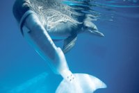 Delfíní samička přišla o ocas, dostala protézu