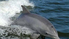 Italští rybáři střílejí delfíny, kteří jim kradou úlovky.