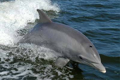 Podle ukrajinského politika Borise Babina měli uhynulí delfíni větší čest, než někteří vojáci