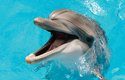 Lidskému smíchu při hře odpovídá i hvízdání a kvičení delfínů skákavých (Tursiops truncatus)