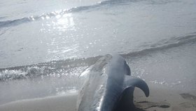 Neuvěřitelný hnus! Ve Španělsku někdo řeže hlavy delfínům, na tělo se i podepsal.