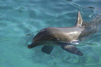 Palestinci chytili delfína a tvrdí: Je to špion Izraele!