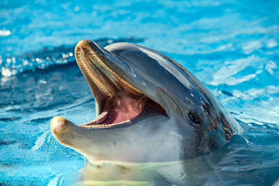 Delfíni jsou velice inteligentní zvířata, která ráda tráví čas v sociálních skupinách