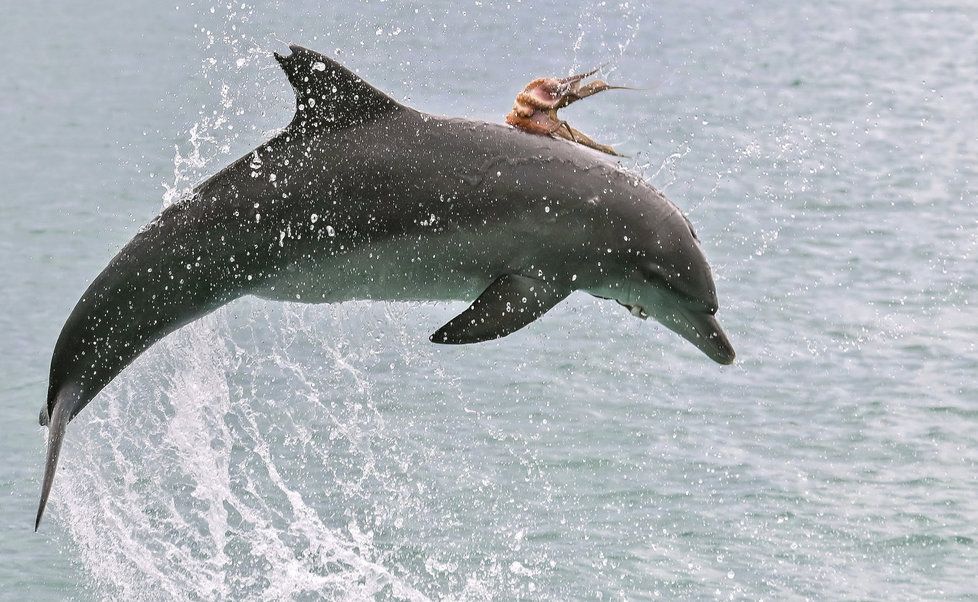 Delfíni příliš přirozených nepřátel nemají, nejvíc je ohrožuje komerční lov. Plasty v moři mohou být další zabiják