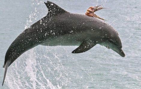 Delfín si chtěl pochutnat, místo toho hlavonožce povozil.
