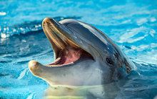 Sexuálně nevázaný delfín si užil s turistkou! Pak pláž raději zavřeli