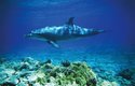 Delfín Ehrenbergův žije v oblasti Indického oceánu a v přilehlých mořích