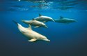 Delfín Ehrenbergův žije v oblasti Indického oceánu a v přilehlých mořích