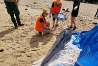 Útok žraloků v Sydney: Na mělčině zabili delfína. Úřady uzavřely dvě pláže. Nikdo z lidí nebyl zraněn