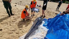 Útok žraloků v Sydney: Na mělčině zabili delfína. Úřady uzavřely dvě pláže. Nikdo z lidí nebyl zraněn