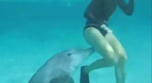 Delfín terorizuje potápěče