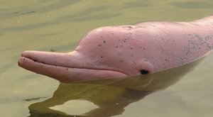Růžoví delfíni: Kytovci, kteří se prohánějí v řekách 