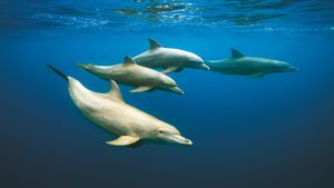 Delfíní lékárny: Když tě svědí, podrbej se o korál